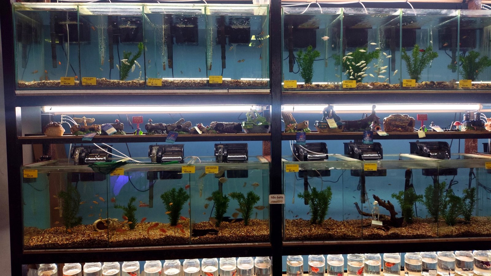 Aquários e peixes ornamentais na Flor da Terra